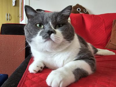 Samsung Galaxy S24 Ultra