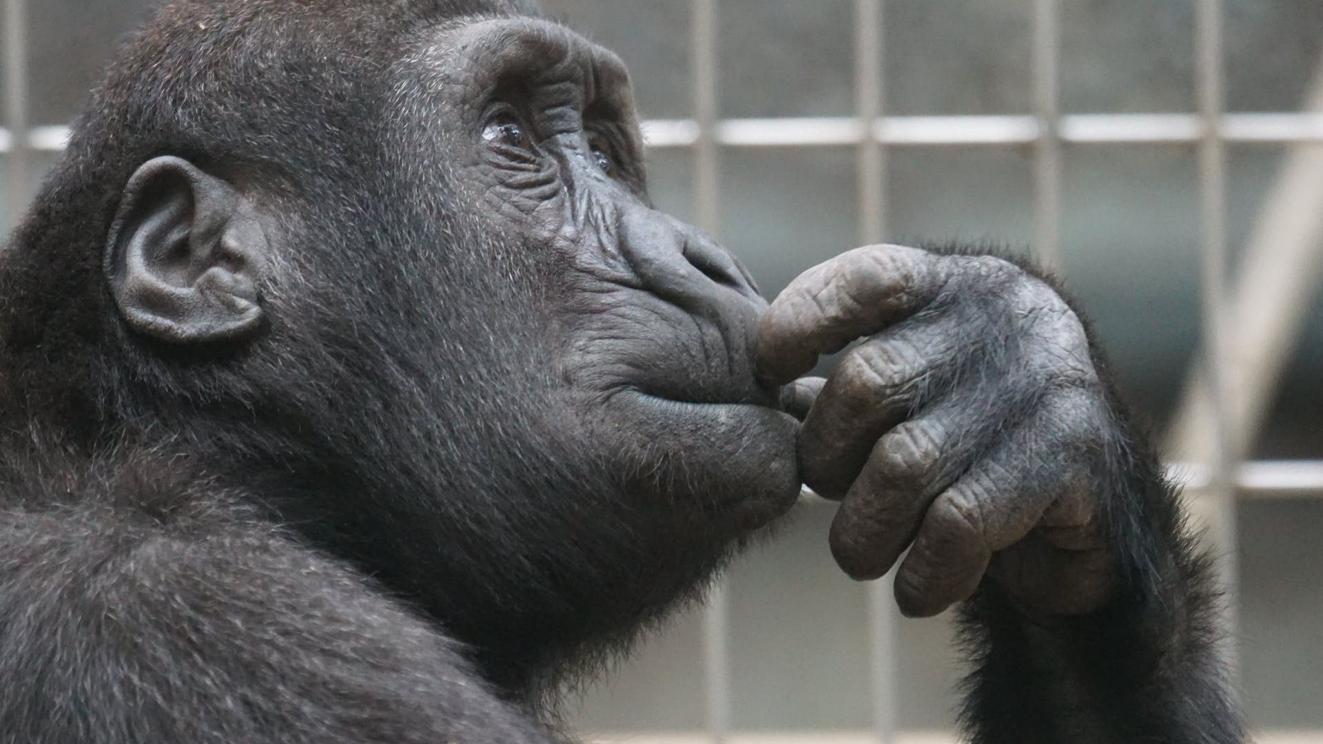 Chimpanzés reconhecem rostos familiares após décadas - Canaltech