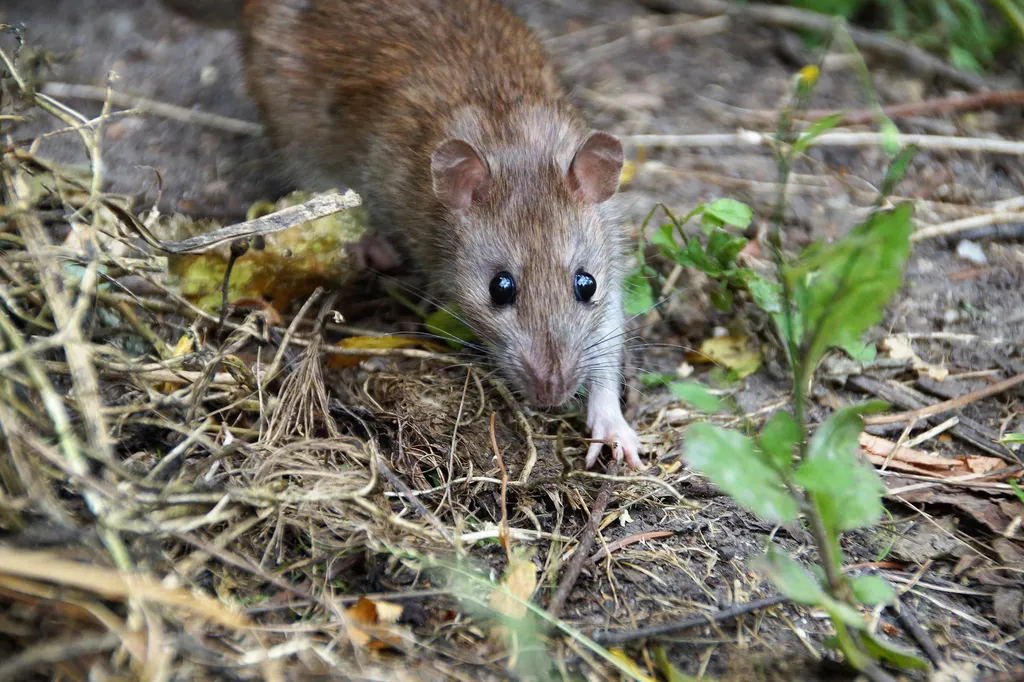 As ratazanas costumam cavar e moram abaixo do nível do solo (Imagem: Ivabalk/Pixabay )