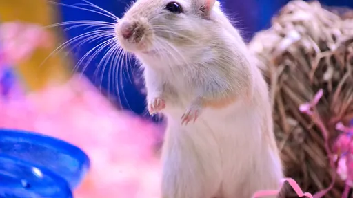 Injeção de gel faz roedores com paralisia voltarem a andar