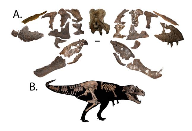 Tiranossauro Rex encontrado no Canadá pode ser o maior já visto