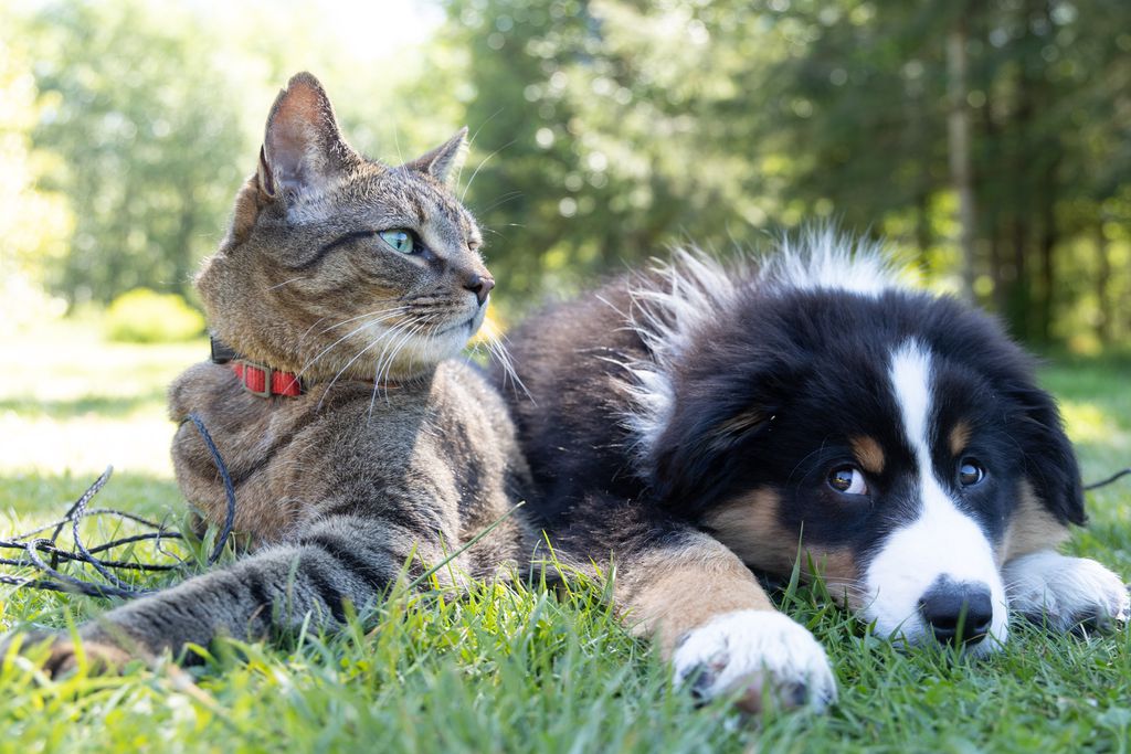 Cães e gatos podem apresentar complicações cardíacas em decorrência do coronavírus (Imagem: Reprodução/Andrew S/Unsplash)