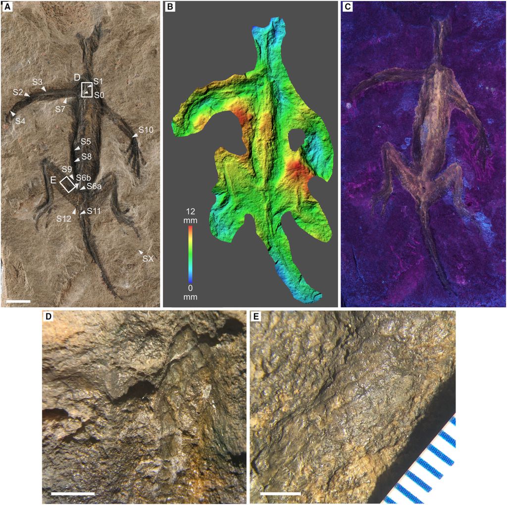 O fóssil foi analisado sob luz UV e com diversas técnicas não-invasivas, mostrando ser coberto de tinta (Imagem: Rossi et al./Palaeontology)