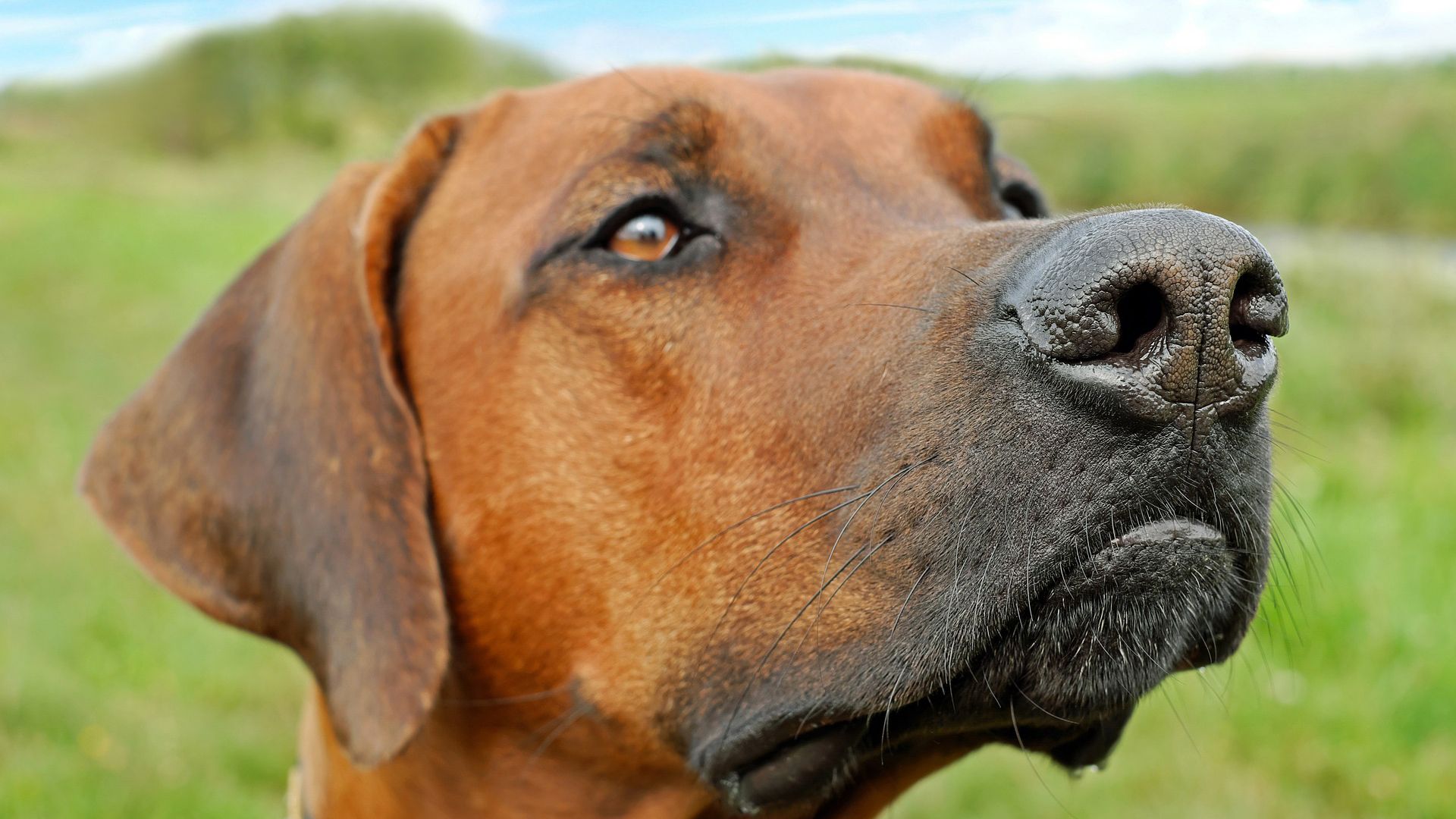 Entenda por que o cão é o melhor amigo do homem!