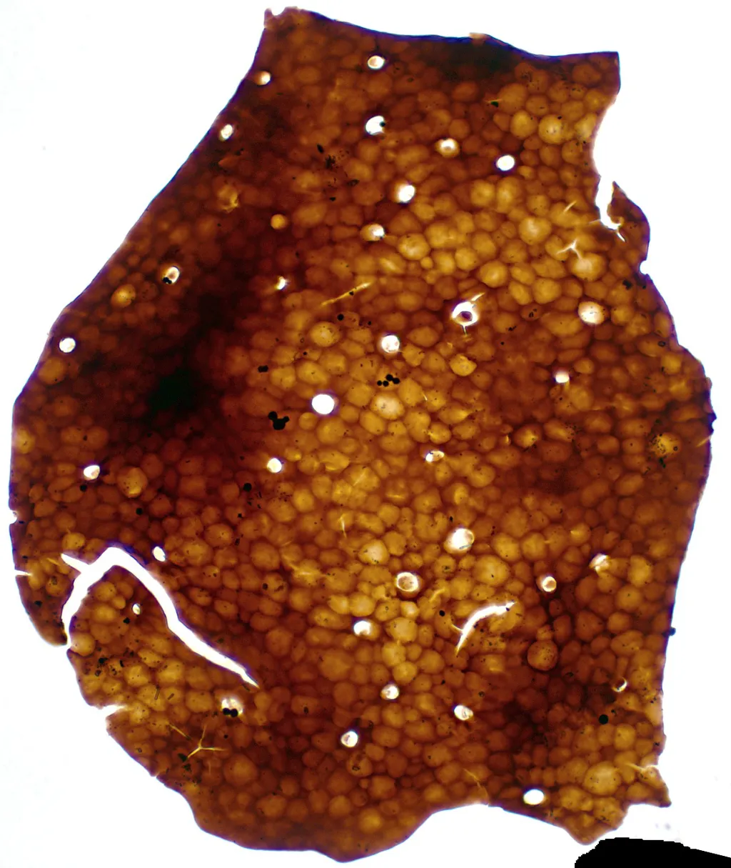 Um nematófito do gênero Cosmochlaina, misterioso à ciência, mas que teve alguns segredos revelados pela tecnologia infravermelha (Imagem: Smith609/CC-BY-3.0)