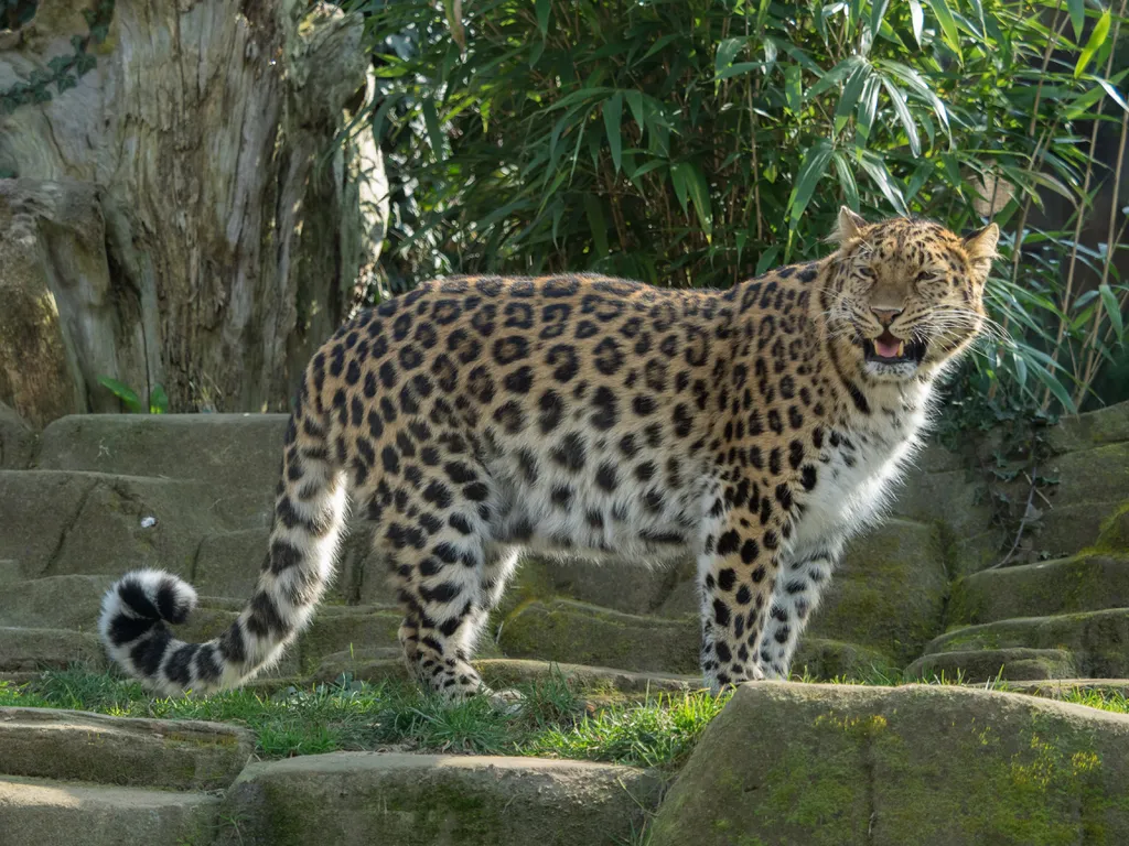 O leopardo-de-amur é um felino oriental que sobre com pouca caça e habitat cada vez menor, estando criticamente ameaçado (Imagem: William Warby/CC-BY-2.0)