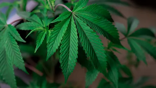 Cannabis na adolescência pode alterar desenvolvimento do cérebro, diz estudo