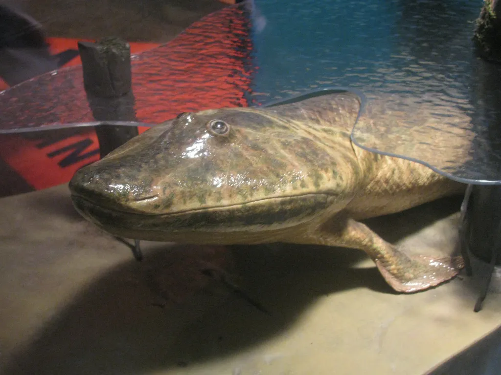 O tiktaalik é o primeiro fóssil de um peixe já adaptado para andar na terra que encontramos — e já temos até exemplos de peixes que poderiam se adaptar, mas quiseram seguir na água, como o Qiqiktania wakei (Imagem: Eden, Janine e Jim/CC-BY-2.0)