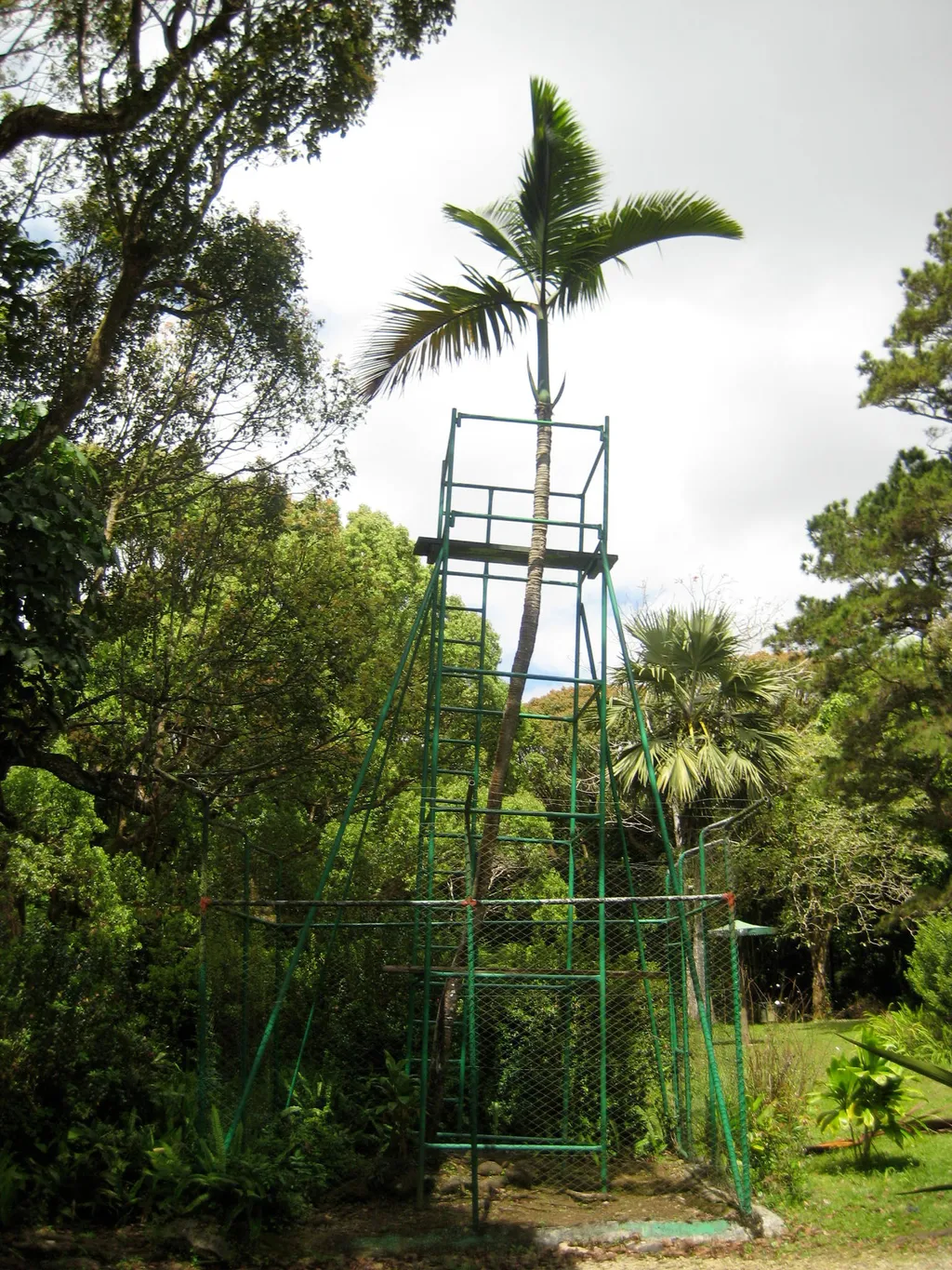 O Hyophorbe amaricaulis é o pinheiro solitário das Ilhas Maurício, último de sua espécie (Imagem: Coolth/CC-BY-S.A-3.0)