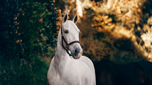 Helena Lopes/Unsplash