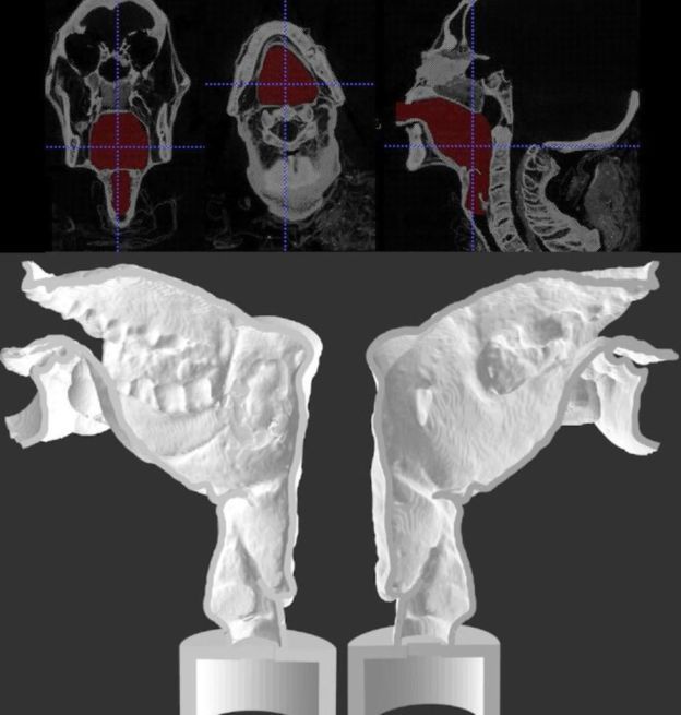 Modelo em 3D do trato vocal de Nesyamun, aqui separado em duas metades (Imagem: Scientific Reports)