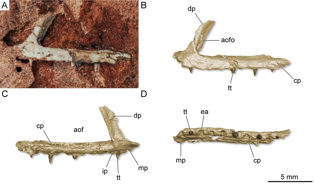Mandíbula do Maehary, como encontrada pelos paleontólogos (Imagem: Kellner, Holgado et al/CC-BY-4.0)