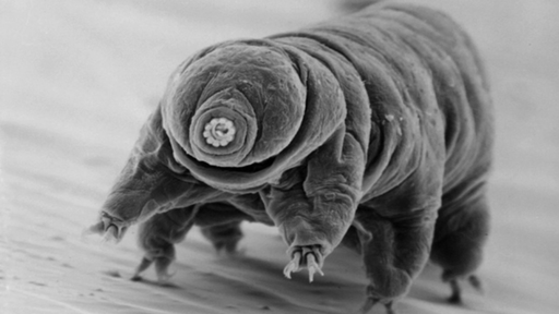 Por que esses cientistas usam tardígrados como projéteis em armas?