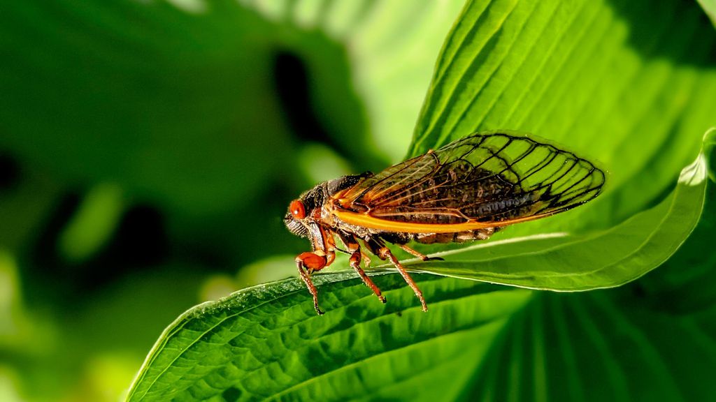 Cigarras cantam até morrer? 10 fatos curiosos sobre elas - Canaltech