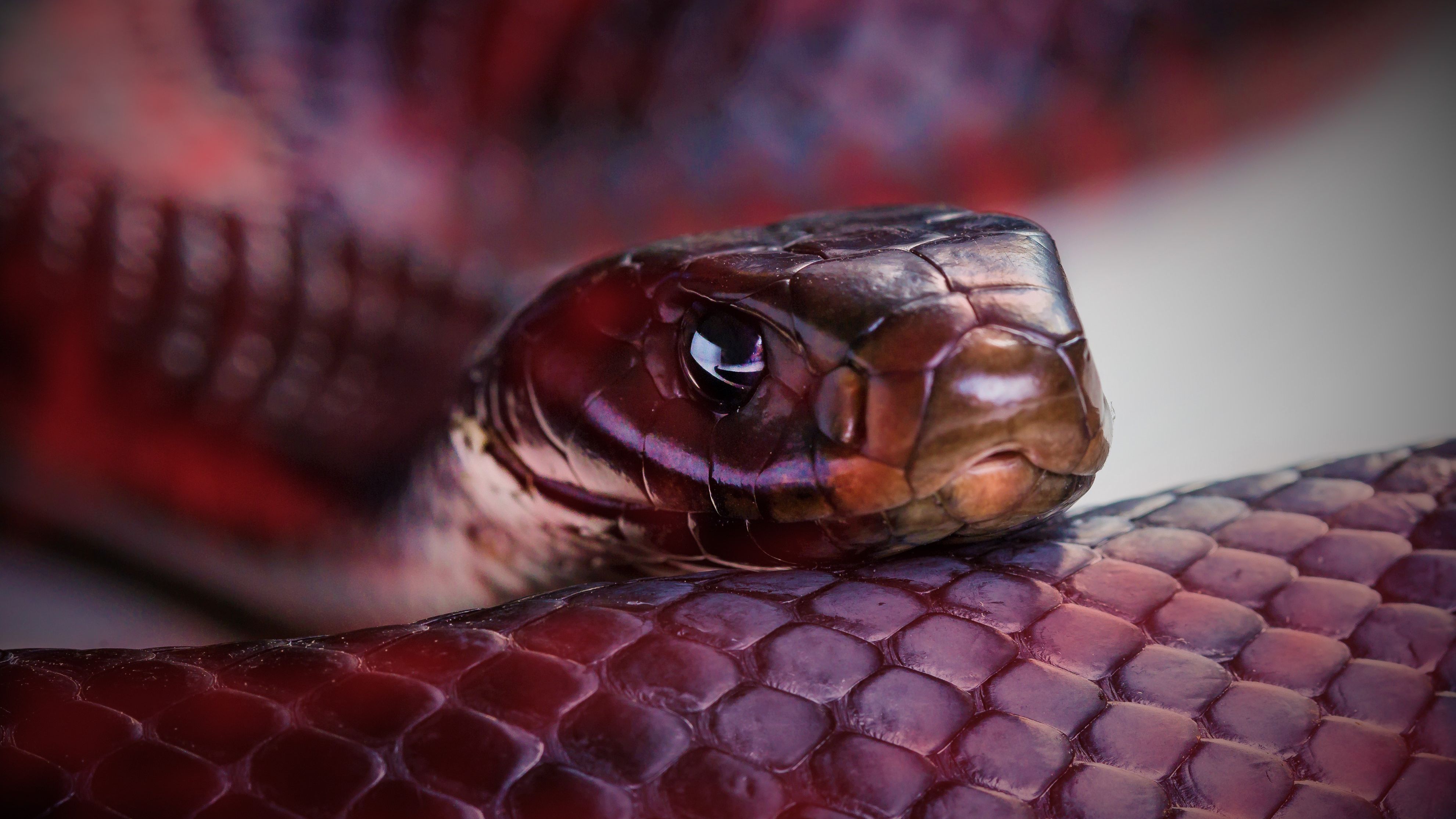 What is the difference between a snake and a serpent?