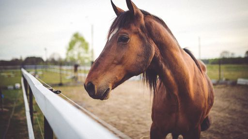 Tem foto do seu cavalo? Senão, você não pode comprar ivermectina em Las Vegas