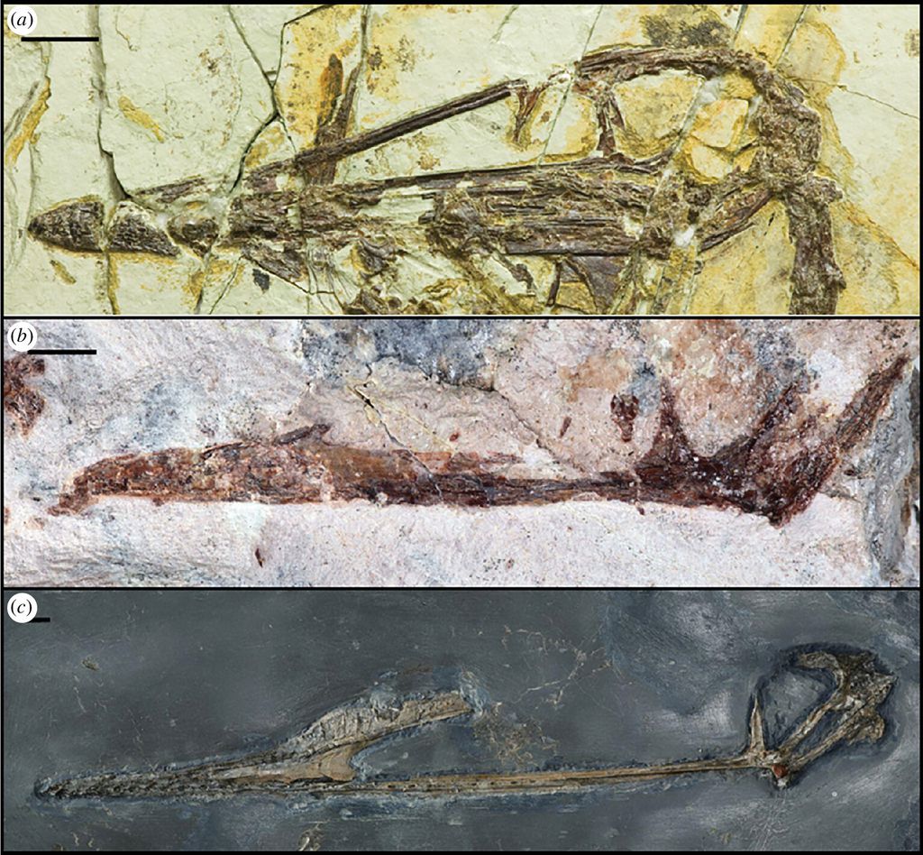 Encontrado na cidade de Queso Rallado, o fóssil de pterossauro monofestrata é o mais antigo de seu gênero (Imagem: Fernandes et al./Royal Society Open Science)