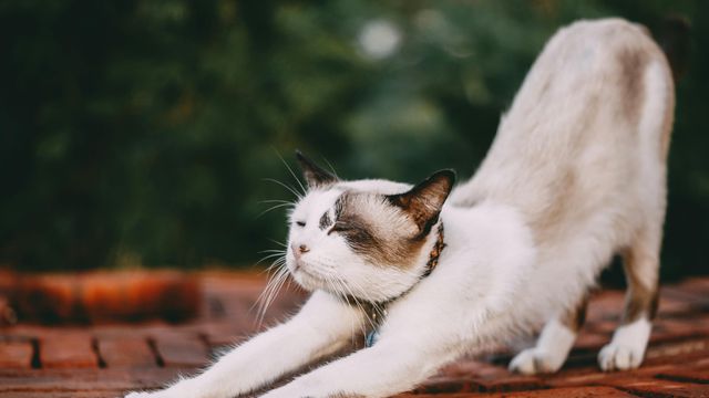 Tamba Budiarsana/Pexels