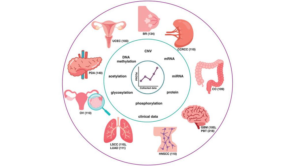 Ilustração de tipos de câncer analisados pelos cientistas