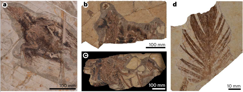 Fósseis dos animais utilizados no estudo — à esquerda, um Confuciusornis, no centro, restos de Sinornithosaurus, e, à direita, uma pena de ave com 50 milhões de anos (Imagem: S. Slater et al./Nature Ecology & Evolution)