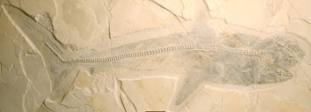 Um dos fósseis articulados encontrados no México, que permitiram o estudo da espécie pelos paleontólogos (Imagem: Vullo et al./Biological Sciences)