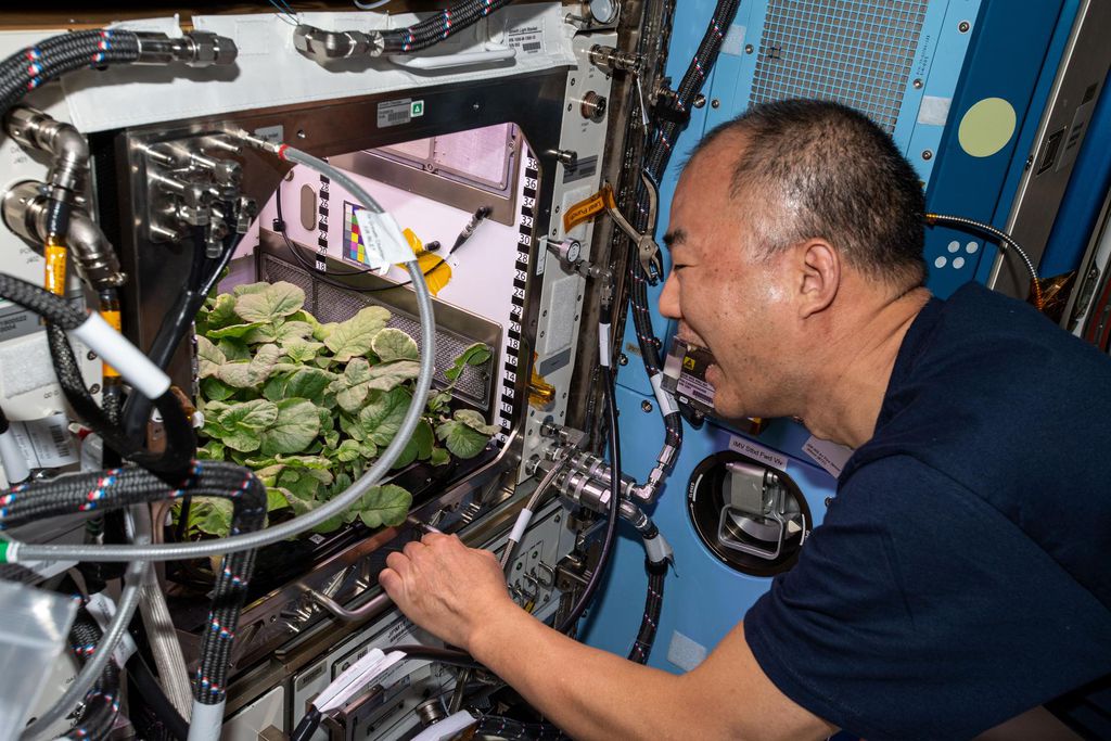 Astronauta da Agência de Exploração Aeroespacial do Japão (JAXA), Soichi Noguchi, verifica crescmento dos rabanetes. (Imagem: Reprodução/NASA)