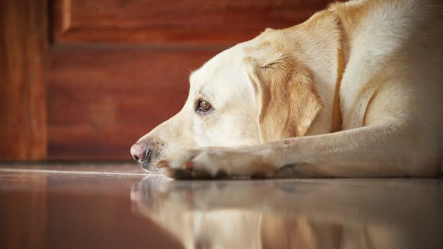 Site dá "spoilers" sobre morte de cachorros em filmes