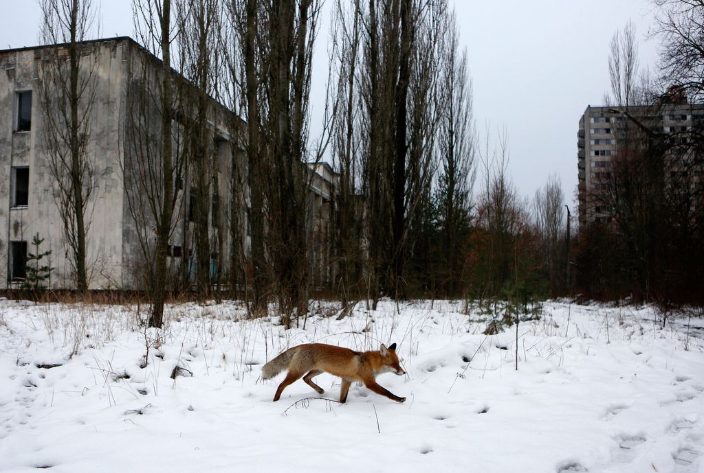 Pipryat, após o acidente nuclear de Chernobyl (Imagem: Reprodução/Sergei Chuzavkov/AP)