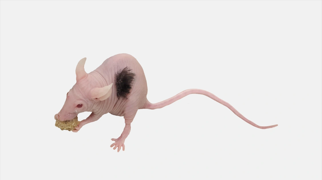 Startup cria cabelo humano em roedores para fazer transplante (Imagem: Reprodução/dNovo/MIT)
