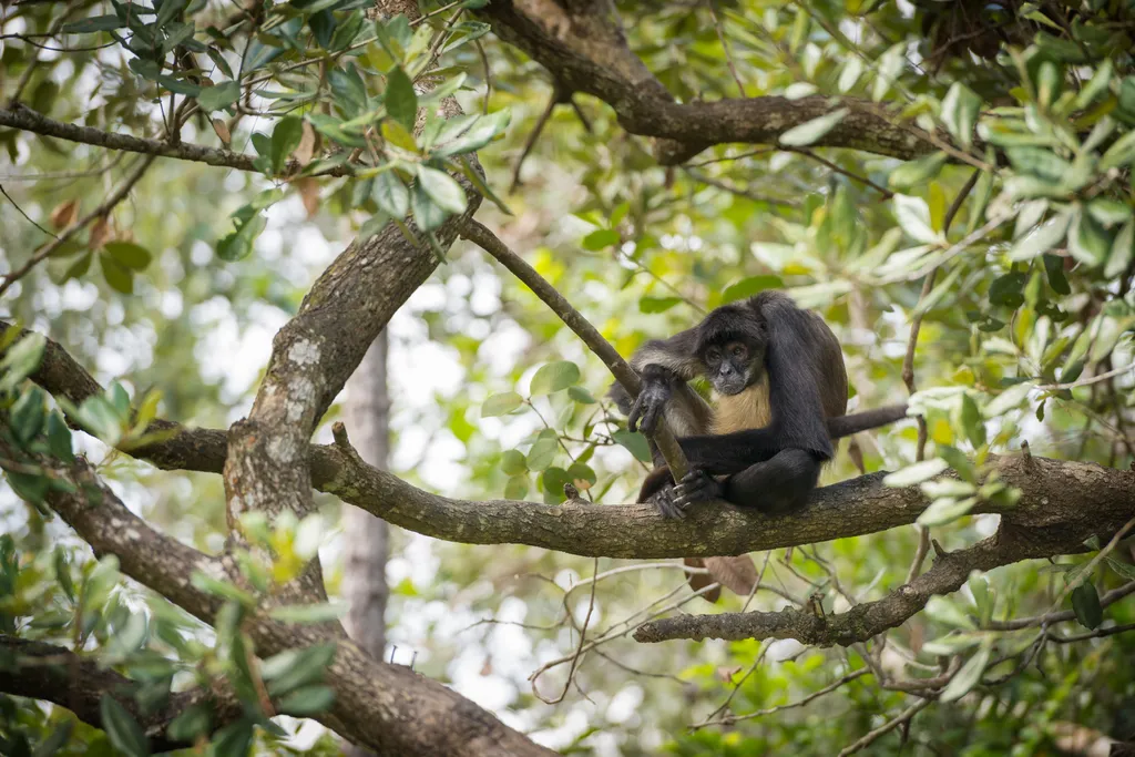 O macaco-aranha-de-Geoffroy é uma das espécies de macaco que gosta de comer frutas fermentadas cheias de álcool (Imagem: THP-CreativeEnvato)