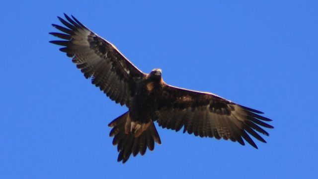 Águia destrói drone em pleno voo e mostra quem é que manda na natureza