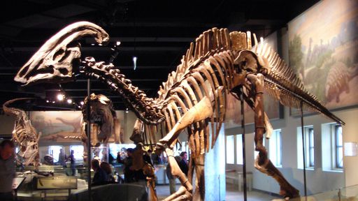 Doença rara que acomete humanos é descoberta em fóssil de dinossauro