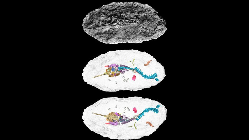 Antarctichthys longipectoralis