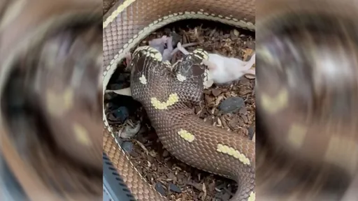 Incrível! Cobra de duas cabeças come dois ratos ao mesmo tempo; assista