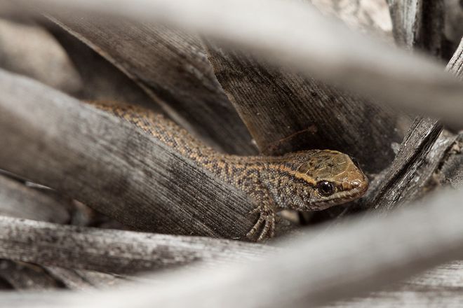 Lagarto Xantusia