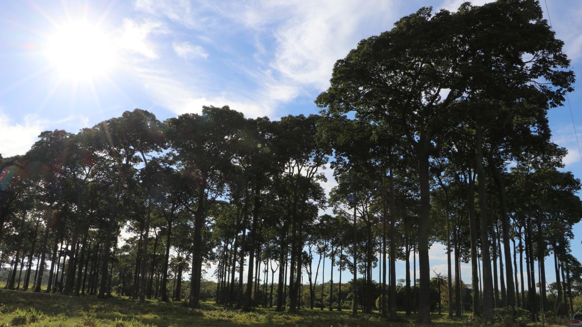 Drones de IA identificam mais de 600 castanheiras em tempo recorde na Amazônia