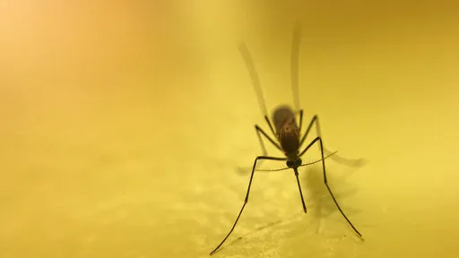 Por que os mosquitos gostam de zumbir em nossos ouvidos? 