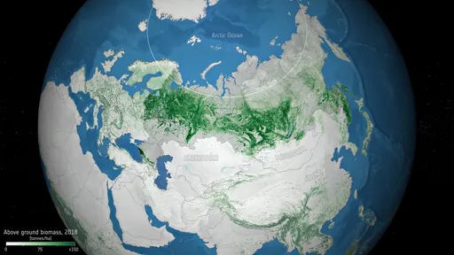 As florestas da Rússia têm armazenado mais carbono do que se pensava