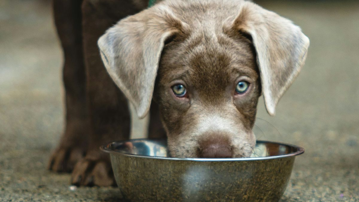 Saiba por que você não deve deixar seu cachorro beber água em tigelas coletivas