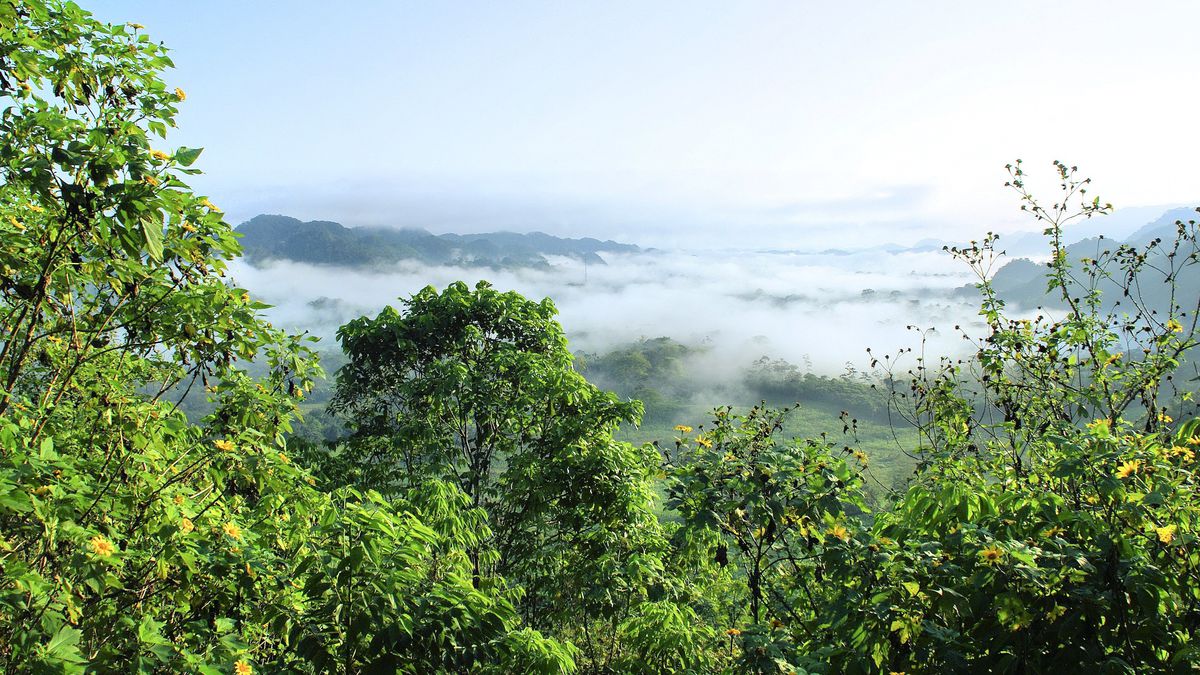 Micróbios descobertos na Amazônia podem influenciar mudanças climáticas