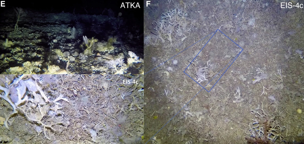Os briozoários encontrados abaixo dos dois locais perfurados na plataforma de gelo (Imagem: Reprodução/David Barnes et al.)