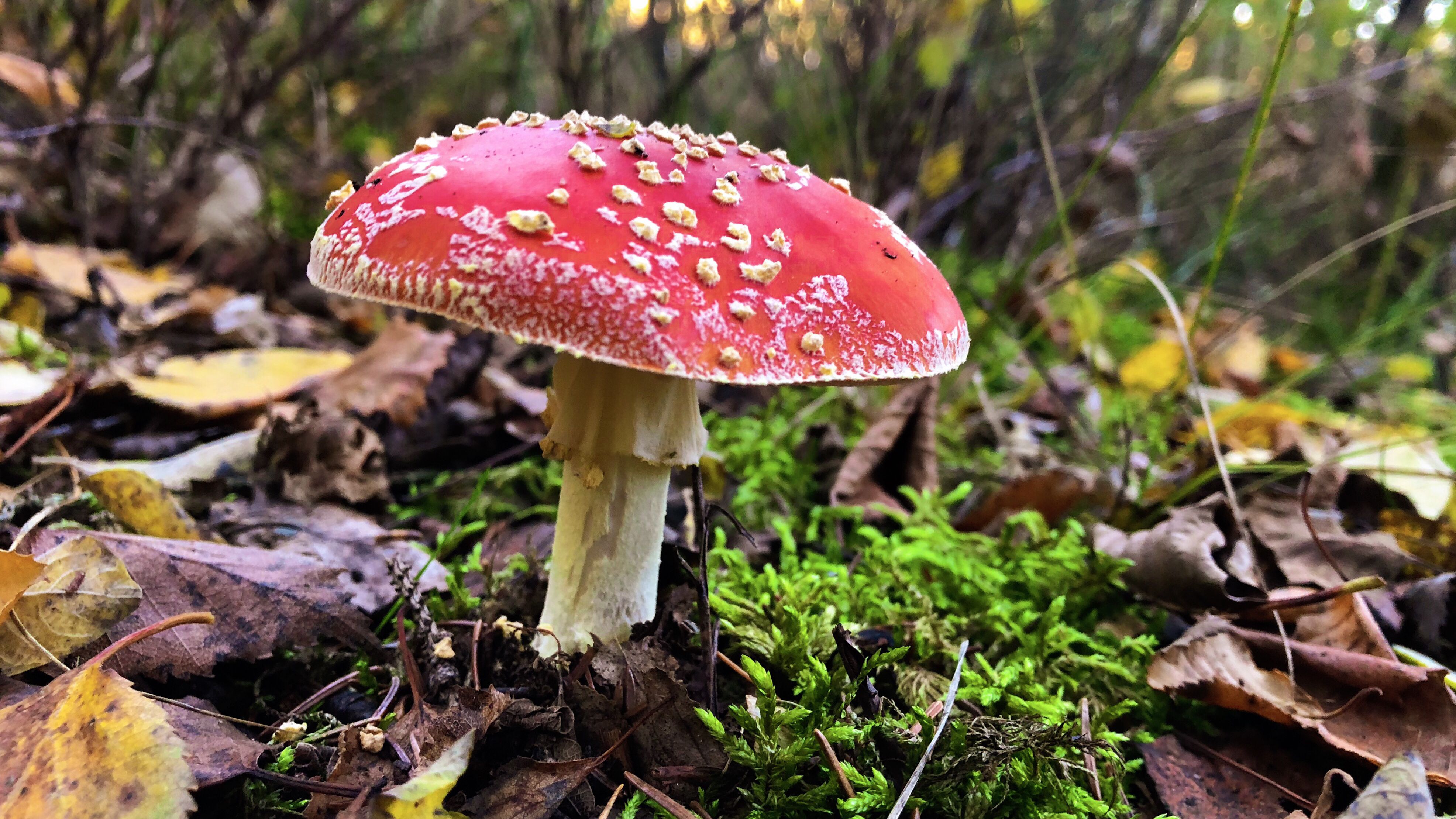 🍄 Cogumelos e Fungos Incríveis 