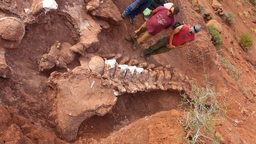 Ossos gigantes encontrados podem ser do maior dinossauro que já pisou na Terra