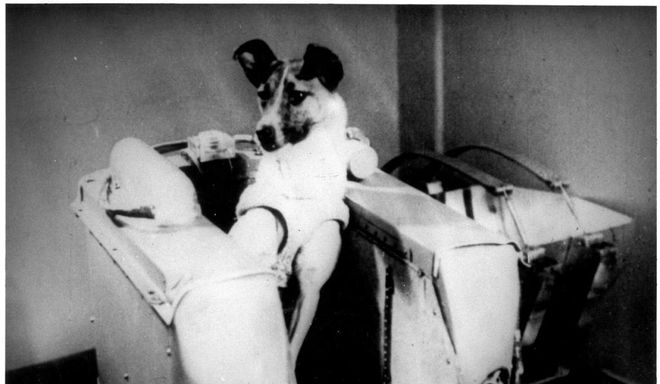 Durante o voo a bordo da Sputnik-2, Laika ficou exposta a cinco vezes a força normal da gravidade (Imagem: Reprodução/NASM)