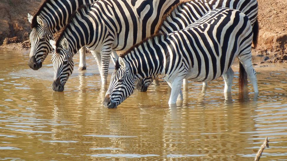 A zebra é um bicho preto com listras brancas ou branco com listras
