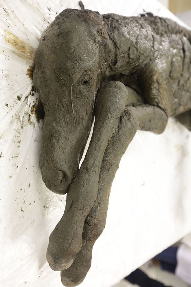 Este é o cavalo congelado há 40 mil anos que pode ser clonado (Foto: Michil Yakovlev/SVFU)