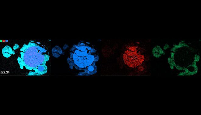 Análise estrutural das células do microrganismo cultivadas no material de Marte (Imagem: Reprodução/Tetyana Milojevic)