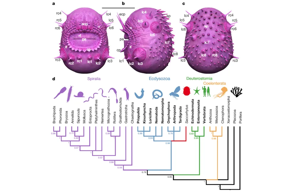 Reconstrucción de la apariencia de S. coronarius y su posición en la clasificación de animales (Imagen: Liu et. al/Nature)