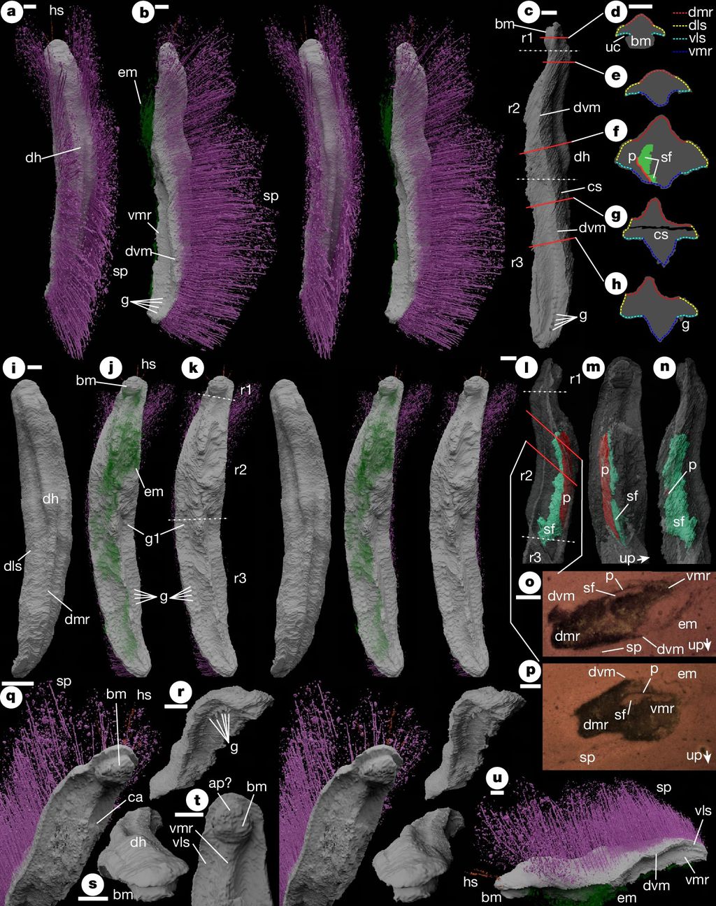 Punk e suas adaptações que lembram um membro da subcultura que leva seu nome — ele era mais complexo do que se imaginava de um molusco ancestral (Imagem: Sutton et al./Nature)