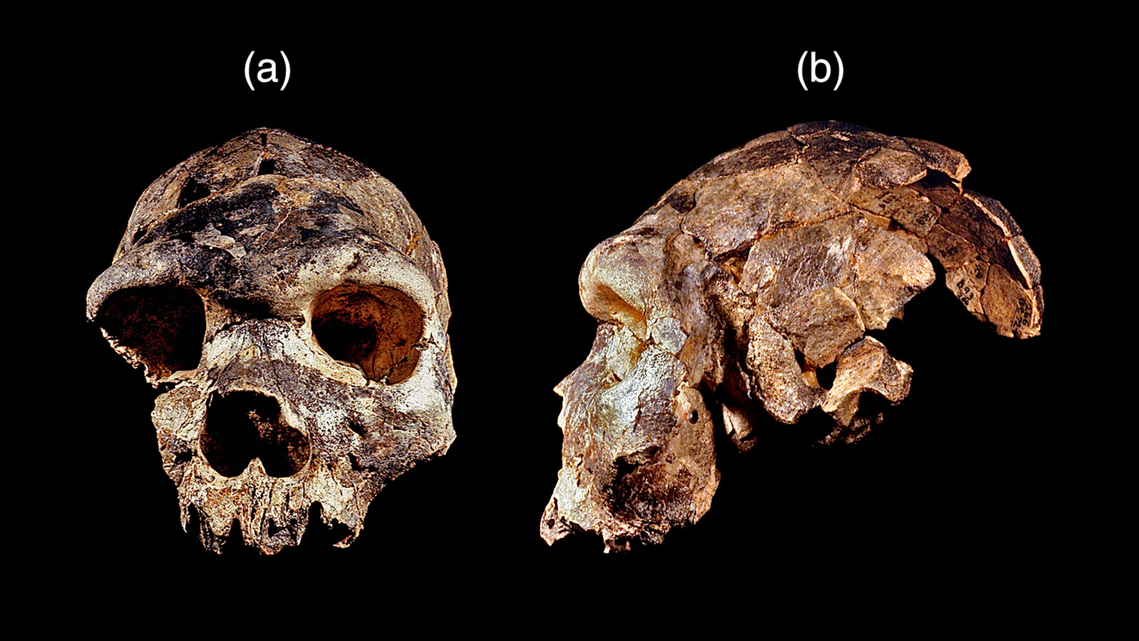 Como era o ancestral comum dos humanos e macacos? - Canaltech